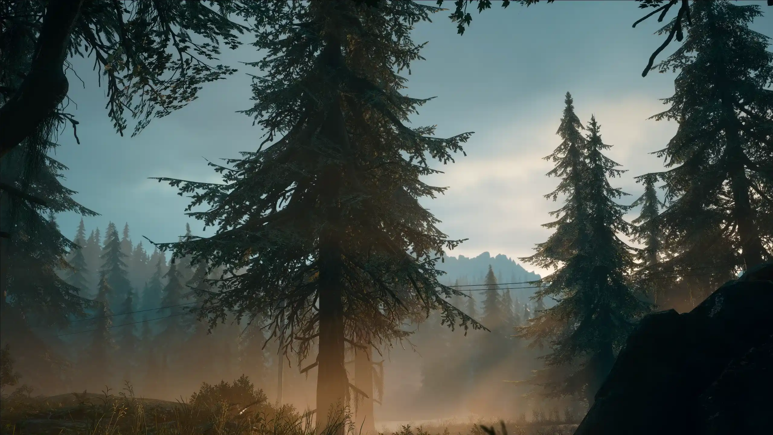 Screenshot of a Forest with light fallin in through the trees